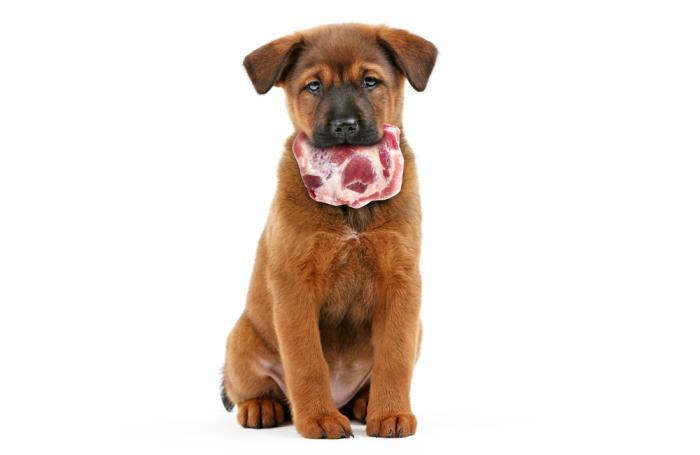 Dog holding raw meat in its mouth isolated on white