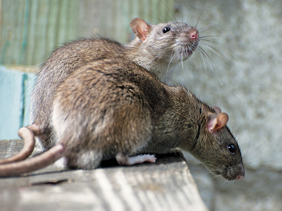 rats-wood-surface