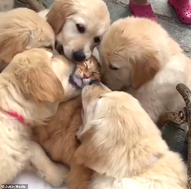 cat-enjoys-being-licked-by-Golden-Retriever-puppiesjpg
