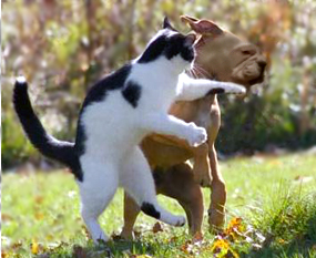 cat-slaps-dog
