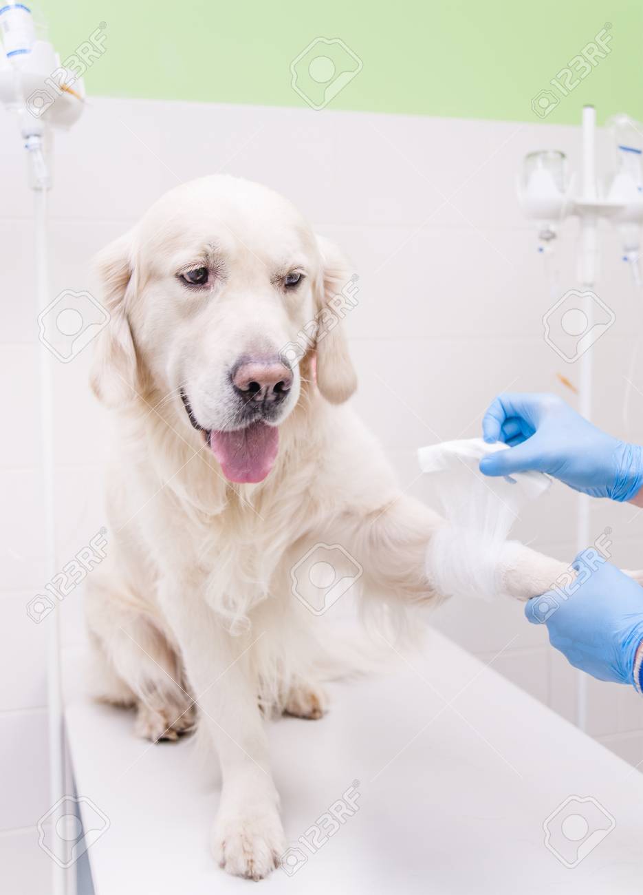 Veterinarian putting bandage on paw of golden retriever puppy at