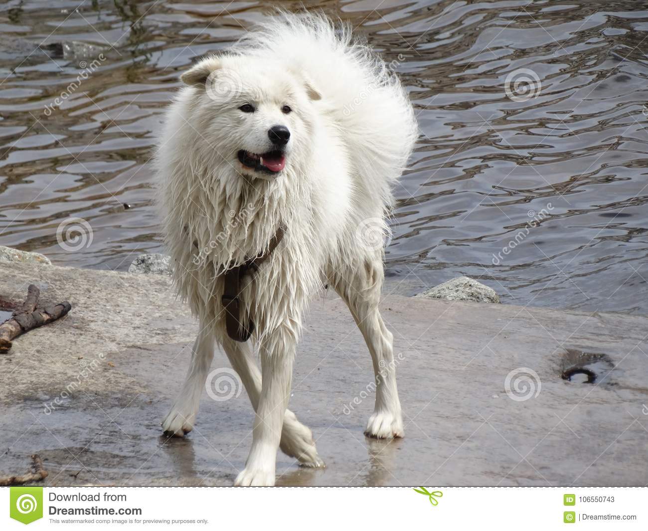 wet-white-dog-wet-white-samoyed-swimming-sea-106550743